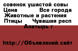 совенок ушастой совы › Цена ­ 5 000 - Все города Животные и растения » Птицы   . Чувашия респ.,Алатырь г.